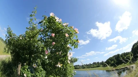 Landscape in denmark north form copenhagen Stock Footage 164875114