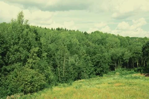 Landscape dense forest Stock Photos