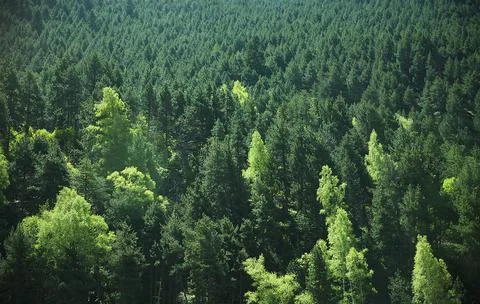 Landscape dense trees, forest background, nature and environment concept Stock Photos