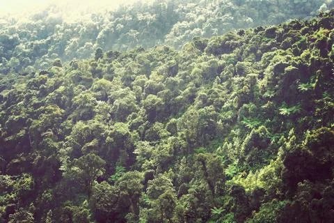Landscape density tree forest up on mountain for background Stock Photos