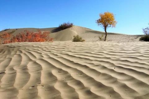 Landscape of desert Stock Photos