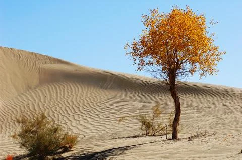 Landscape of desert Stock Photos