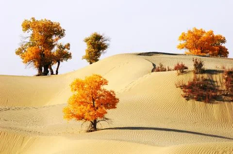 Landscape of desert Stock Photos