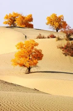 Landscape of desert Stock Photos