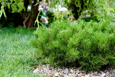 Landscape design. Composition, in the foreground, dwarf mountain pine, mounta Stock Photos