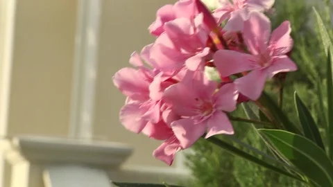 Landscape design Stock Footage 88671247