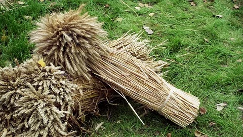 Landscape design. The two stacks of dried wheat lying on green grass. HD Stock Footage 74699216