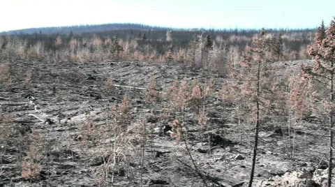 Landscape Devastation Video stock 854977