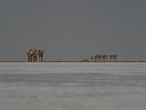 Landscape of distant camel caravan transporting salt across salt flats Stock Photos