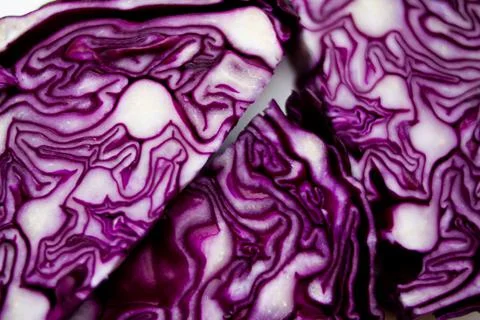 Landscape drawing of red cabbage in the section Stock Photos