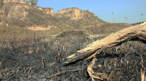 Landscape with dry tree in burnt steppe Stock Footage 989773