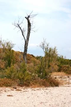 Landscape with a dry tree Stock Photos