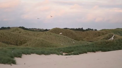 Landscape of dunes with grass and flying seagulls against the evening sky Stock Footage 287401566