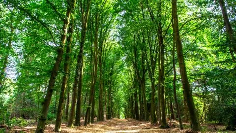 Landscape in dutch forest close to Arnhem Stock Photos