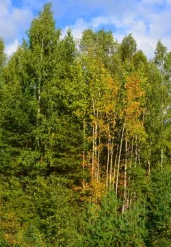 Landscape. early autumn in forest. Stock Photos