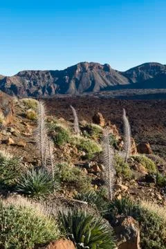 Landscape El Teide Stock Photos