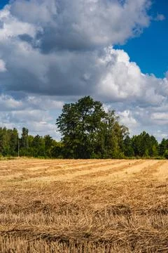 A landscape with an empty field of cut grain after the harvest 스톡 사진
