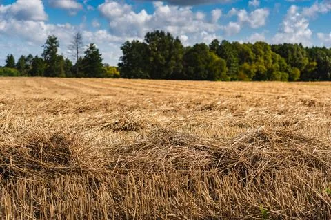 A landscape with an empty field of cut grain after the harvest 스톡 사진