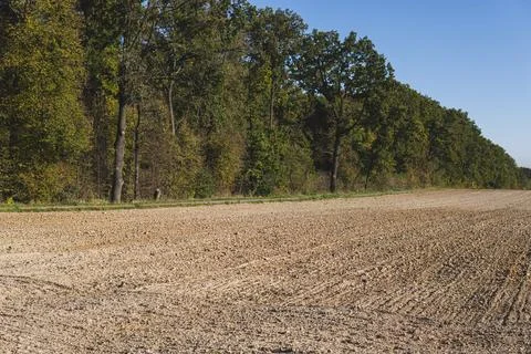Landscape with empty fields in front of forest during sunny day in autumn Foto stock