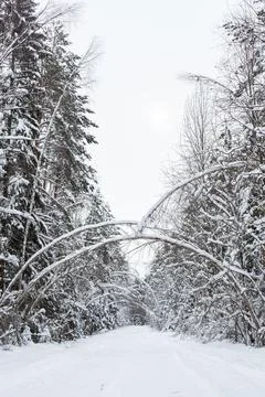 Landscape with empty forest road and snow-covered trees after heavy snowfall Stock Photos