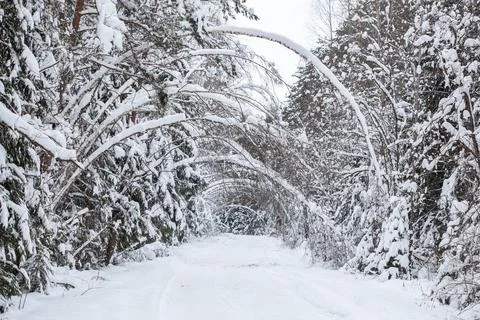Landscape with empty forest road and snow-covered trees after heavy snowfall Stock Photos