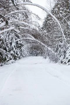 Landscape with empty forest road and snow-covered trees after heavy snowfall Stock Photos