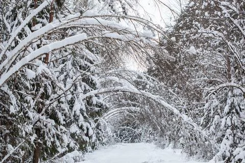 Landscape with empty forest road and snow-covered trees after heavy snowfall Stock Photos