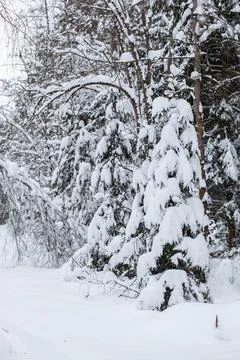 Landscape with empty forest road and snow-covered trees after heavy snowfall Stock Photos