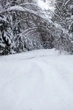 Landscape with empty forest road and snow-covered trees after heavy snowfall Stock Photos