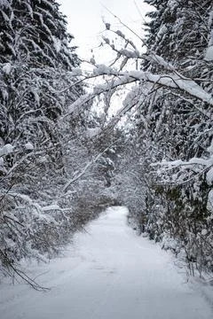 Landscape with empty forest road and snow-covered trees after heavy snowfall Stock Photos