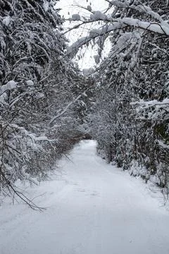Landscape with empty forest road and snow-covered trees after heavy snowfall Stock Photos