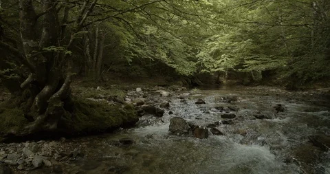 Landscape of Erro river , Sorogain forest in Erro Valley, Pyrenees of Navarra Stock Footage 129463518