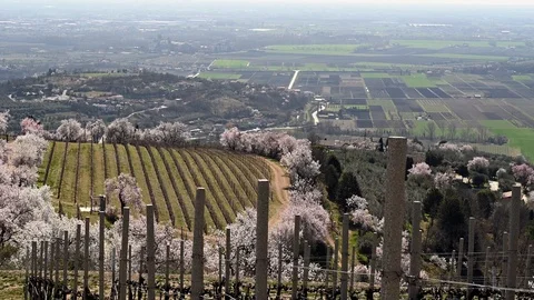 Landscape of the Euganean hills in spring with peach trees  and vineyards Stock Footage 105156649