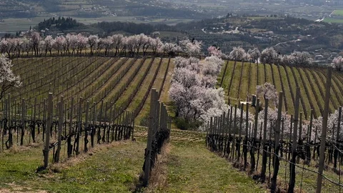 Landscape of the Euganean hills in spring with peach trees  and vineyards Vidéo 105159729