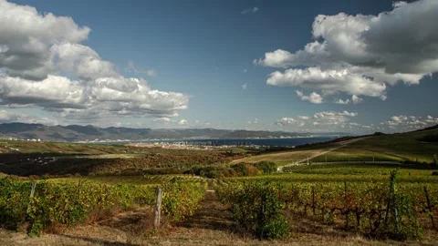Landscape of even rows of grape terroirs with city in the bay of the sea. 動画素材 270069382