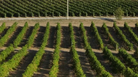 Landscape of even rows of grapes planted in a hilly area with the sea Stock Footage 270068687