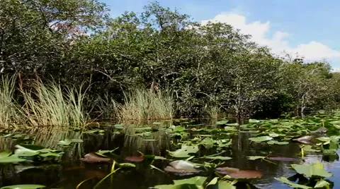Landscape of Everglades in Florida Stock Footage 61114113
