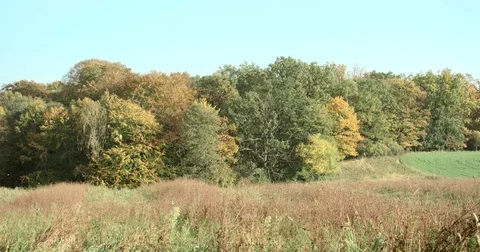 Landscape in fall Stock Footage 81437229