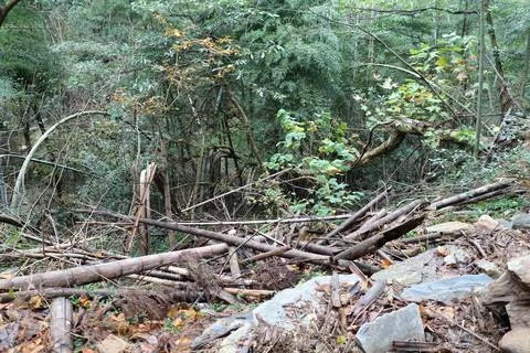 Landscape with fallen branches and dense vegetation in a forest during autumn Foto stock