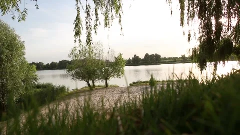 Landscape with fallen tree and grass near the river. Estonian nature on river Stock Footage 134778814