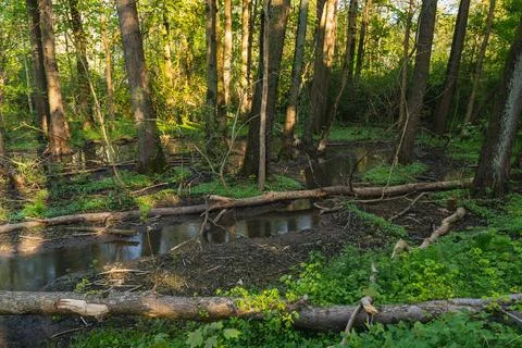 Landscape of fallen trees in a marshy area near a river Foto stock