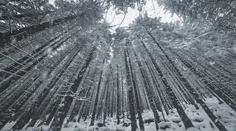 Landscape with falling snow and snow covered trees Stock Footage 58555077