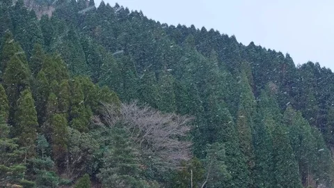 Landscape of the falling snow Video stock 85443747