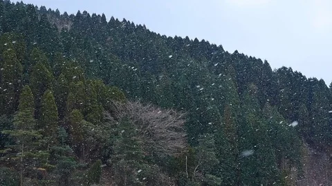 Landscape of the falling snow Stock Footage 85444014