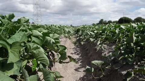 Landscape Farm Video stock 202655985