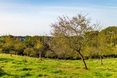 Landscape of a farm plot with trees with sparse autumn foliage Foto stock