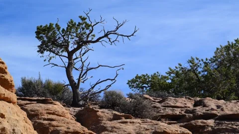 This landscape features the hardy single leaf pinyon (Pinus monophylla), gr.. Stock Footage 340264426