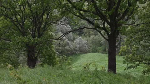 A landscape features tall green trees surrounded by a field covered in soft Stock Footage 339024481