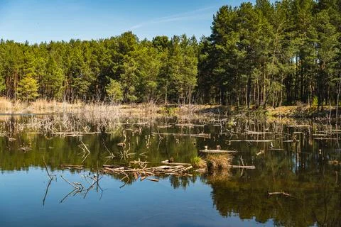 A landscape featuring a former, withered forest flooded with water Stock Photos