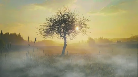 Landscape featuring a lone tree, golden sunlight and soft foggy 스톡 동영상 311762366